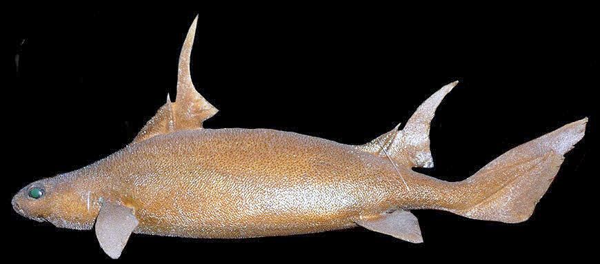 Oxynotus paradoxus_010.jpg